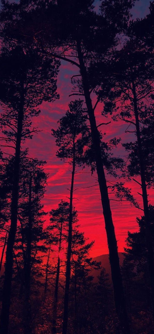 树荫的落日晚霞绝美风景壁纸系列图片