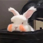 超可爱小兔子头像,高清超萌的可爱真实小兔子图片