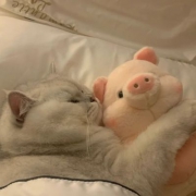 猫咪抱猪猪可爱情头图片
