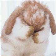 高清微信可爱兔子头像图片
