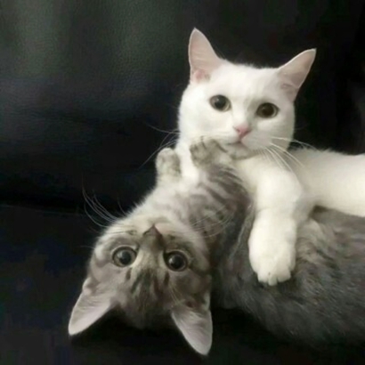 猫情侣头像两张