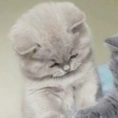 猫情侣头像两张