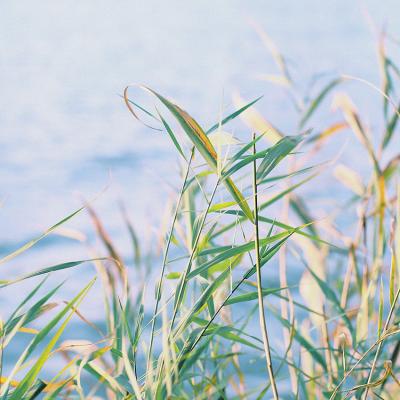 唯美意境风景图片头像