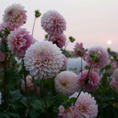 花朵鲜花风景静物头像图片