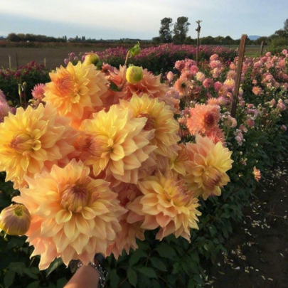 花朵鲜花风景静物头像图片