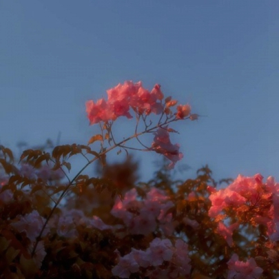 花朵鲜花风景静物头像图片