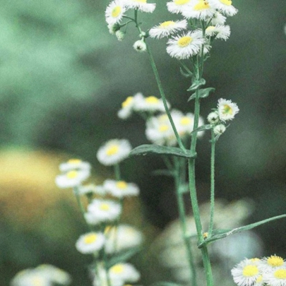 花朵鲜花风景静物头像图片