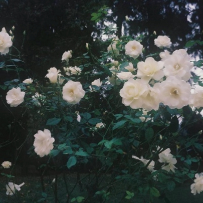 花朵鲜花风景静物头像图片