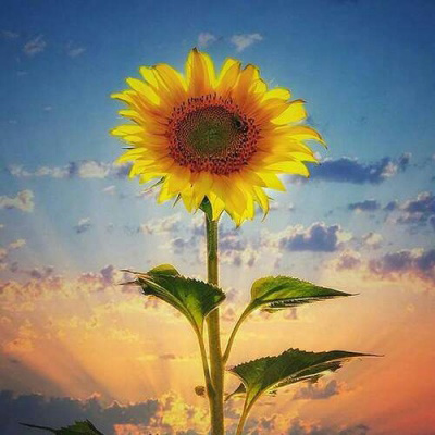太阳向日葵头像图片
