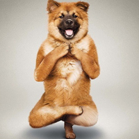 动物瑜伽头像图片