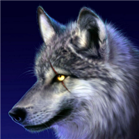 最凶猛帅的狼的动物图片头像