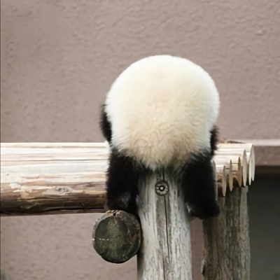 熊猫头像可爱清晰