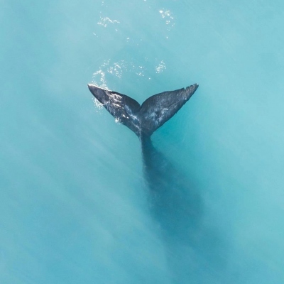 蓝色大海鲸鱼头像图片，