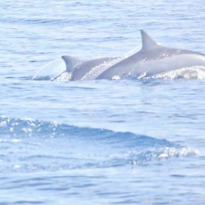 蓝色大海海豚风景头像图片