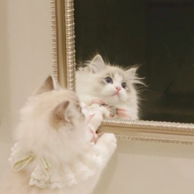 可爱小猫咪照镜子头像图片