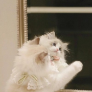 可爱小猫咪照镜子头像图片