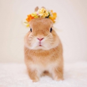 微信可爱兔子头像图片