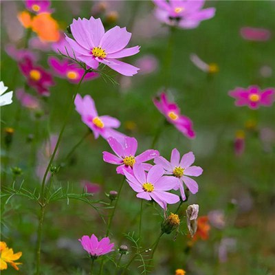 格桑花头像