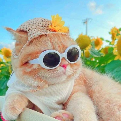 猫咪戴眼镜可爱情侣头像图片