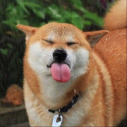 可爱搞怪舔舌头的狗狗头像图片