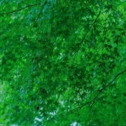 绿叶头像图片，最美的绿叶图片